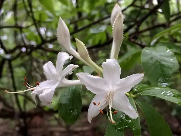 Photo of Rhododendron viscosum (Rhododendron viscosums)