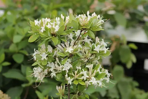 Photo of Rhododendron viscosum (Rhododendron viscosums)