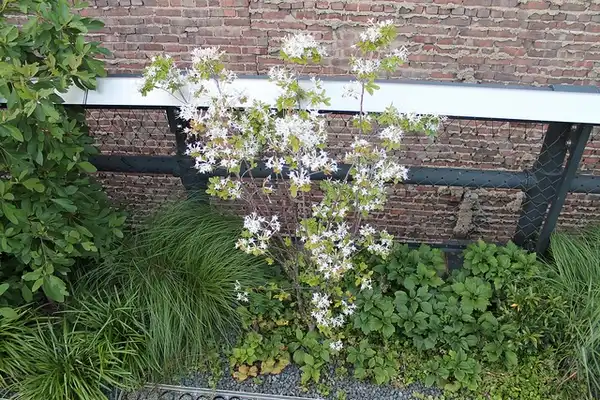 Photo of Rhododendron viscosum - Form:Elvert Barnes