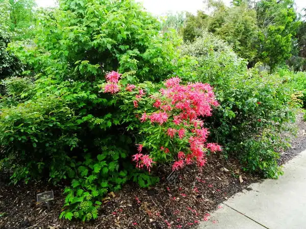 Photo of Rhododendron x bakeri (Rhododendron x bakeris)