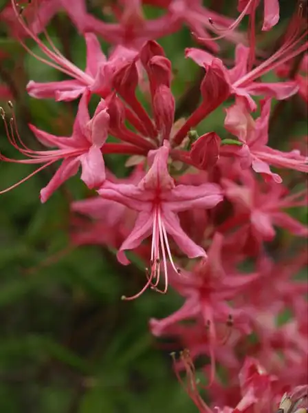 Photo of Rhododendron x bakeri (Rhododendron x bakeris)