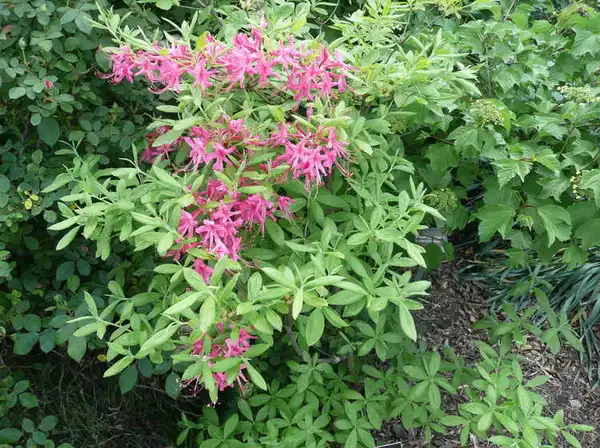 Photo of Rhododendron x bakeri - :J.C. Raulston Arboretum
