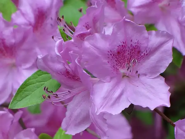 Фото Rhododendron x hybridum 'Glenn Dale' (Rhododendron x hybridum 'Glenn Dale's)