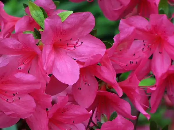 Фото Rhododendron x hybridum 'Glenn Dale' - Flowers:Katja Schultz