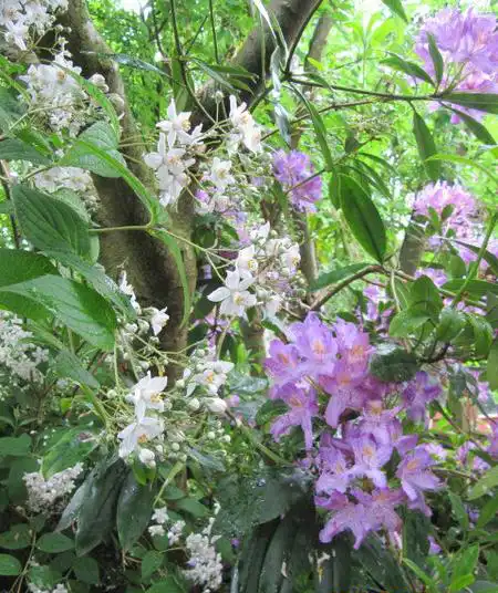 Foto de Rhododendron x hybridum 'Gunrei Satzuki' (Rhododendron x hybridum 'Gunrei Satzuki's)