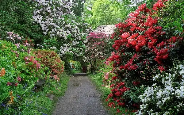 Foto de Rhododendron x hybridum 'Gunrei Satzuki' (Rhododendron x hybridum 'Gunrei Satzuki's)