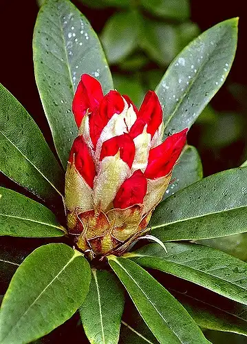 Foto de Rhododendron x hybridum 'Gunrei Satzuki' - Flowers emerging.:Vernon Hyde