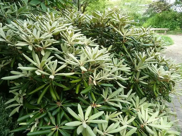 Photo of Rhododendron yakushimanum (Rhododendron yakushimanums)