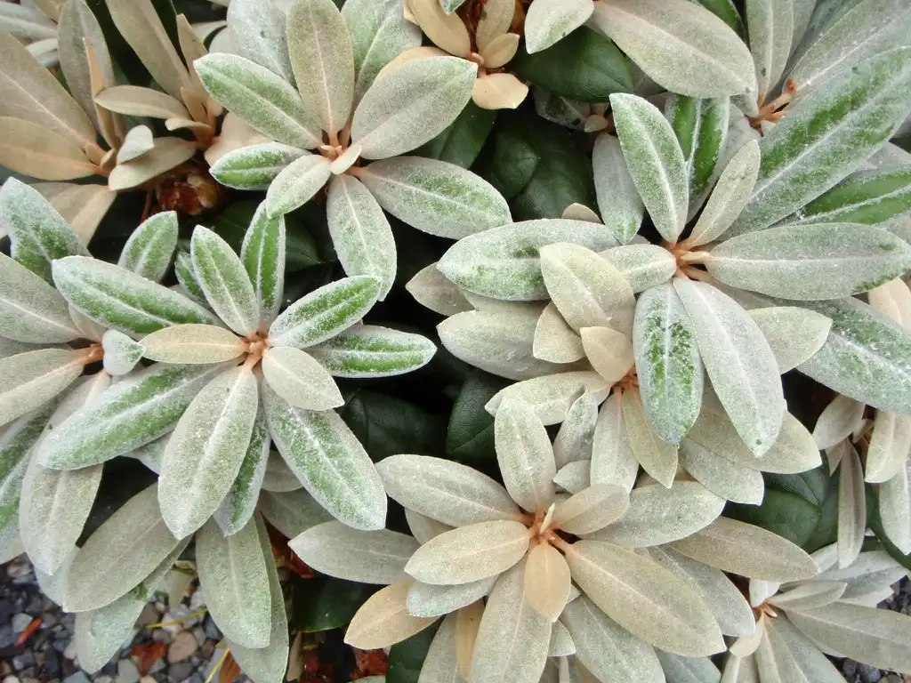 Photo of Rhododendron yakushimanum (Rhododendron yakushimanums)