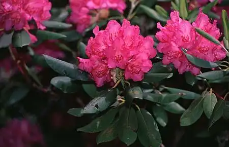 Photo of Rhododendron (Rhododendrons)