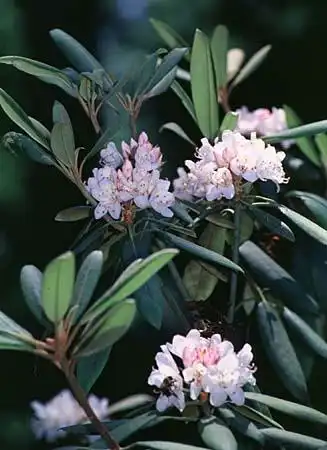 Photo of Rhododendron (Rhododendrons)