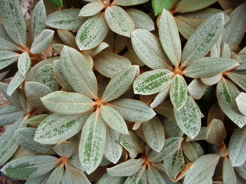 Photo of Rhododendron - 'Silver Bear' Leaves:Jim Robbins