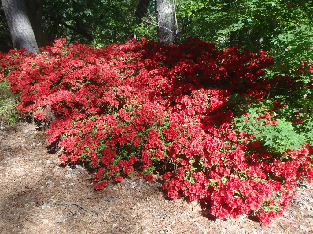 Photo of Rhododendron - Form:Jim Robbins