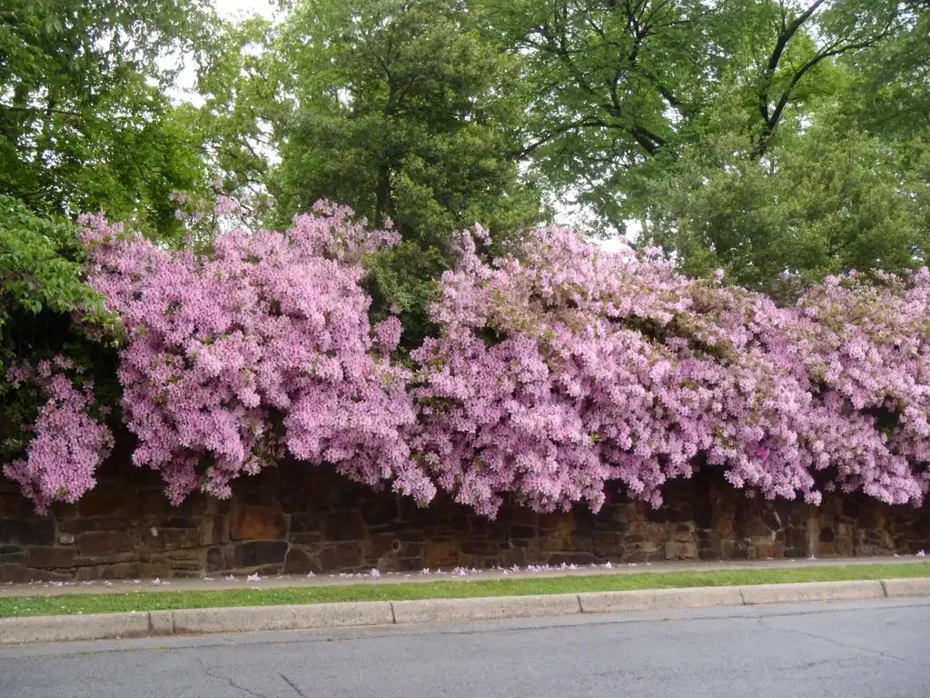 Photo of Rhododendron - Form:Jim Robbins