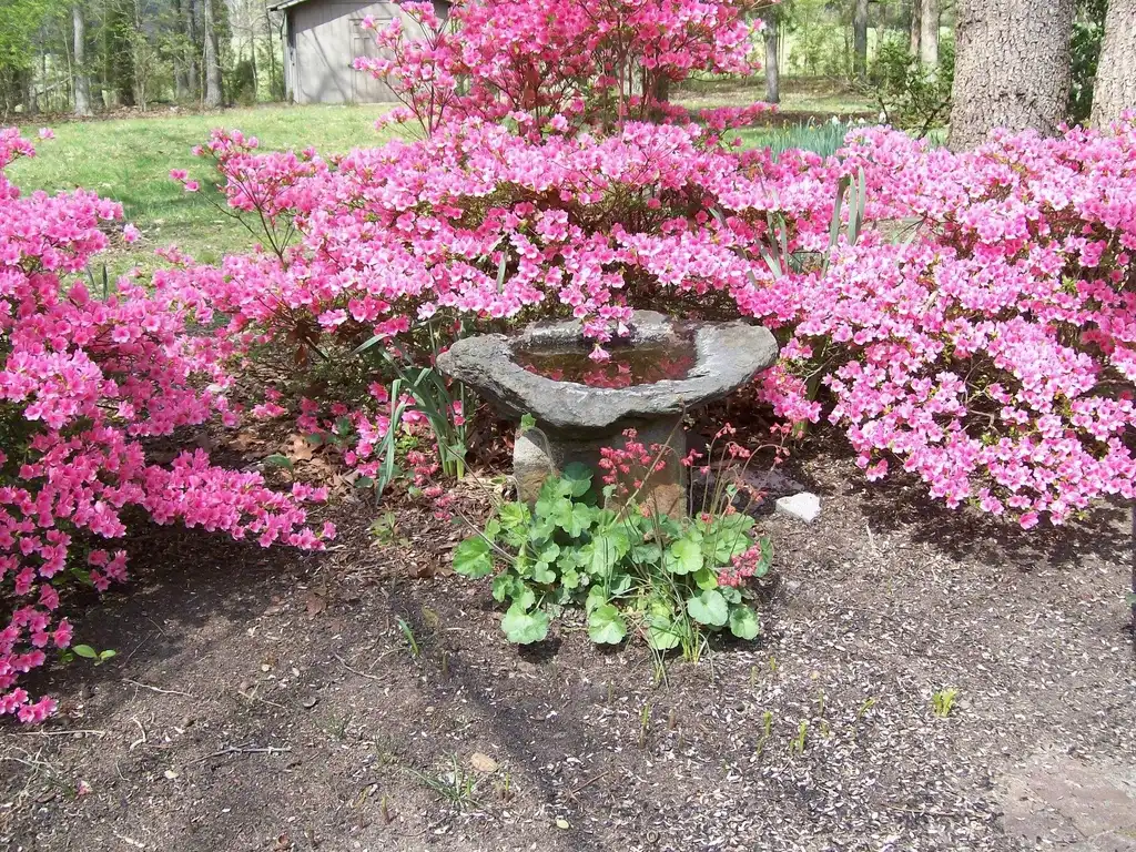 Photo of Rhododendron - Form (Alamance County, NC):Cathy Dewitt