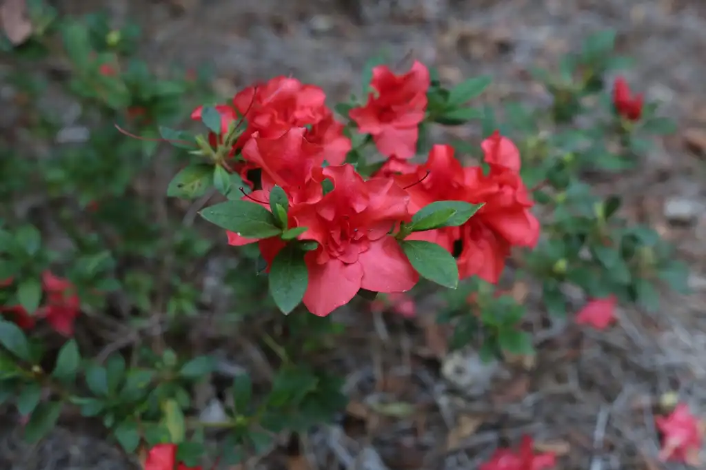 Photo of Rhododendron - flowers, Cabarrus County, NC:Hope Duckworth