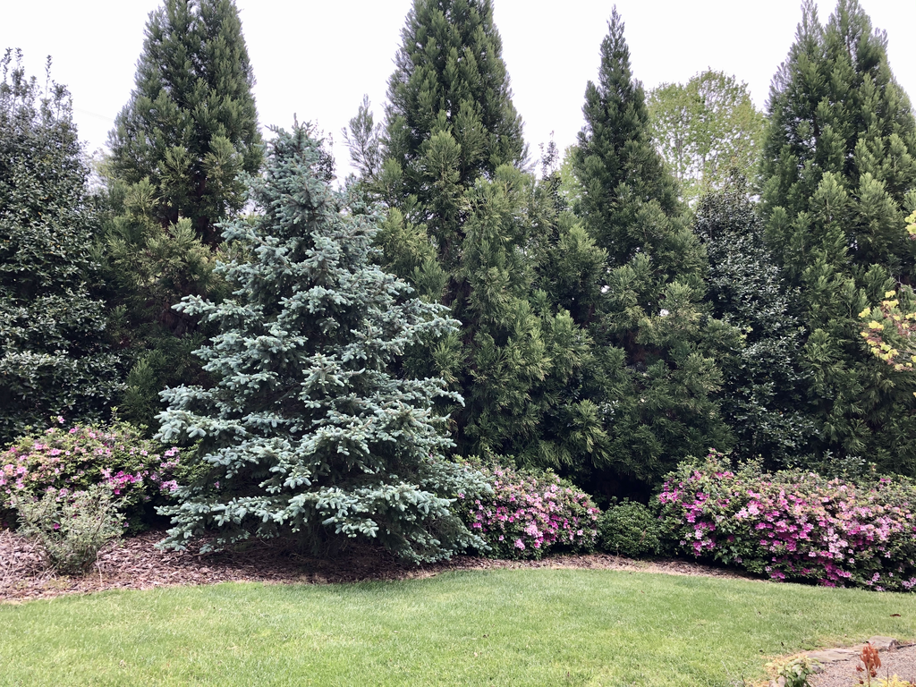 Photo of Rhododendron - Form (Susanna Wesley Garden, NC):Marcia Boyle