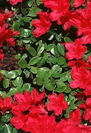 Photo of Rhododendron - Red flower: