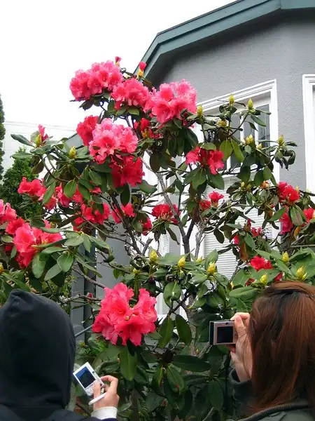 Photo of Rhododendron - Flower and from:Bri Weldon