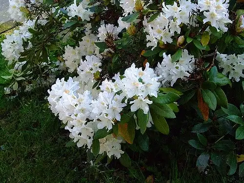 Photo of Rhododendron - White flower:Peter Birch