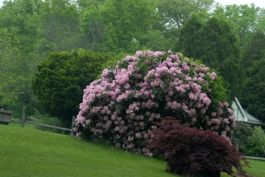 Photo of Rhododendron - Form:Jim Robbins