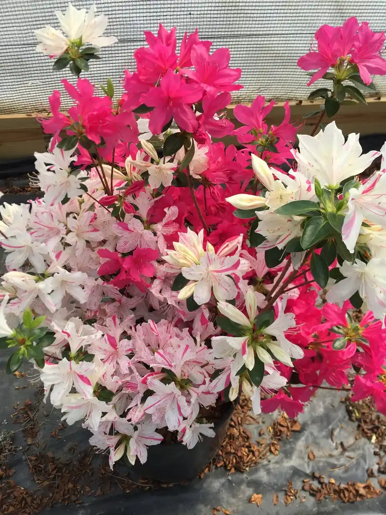 Photo of Rhododendron - Rhododendron Festive flower:Jim Robbins