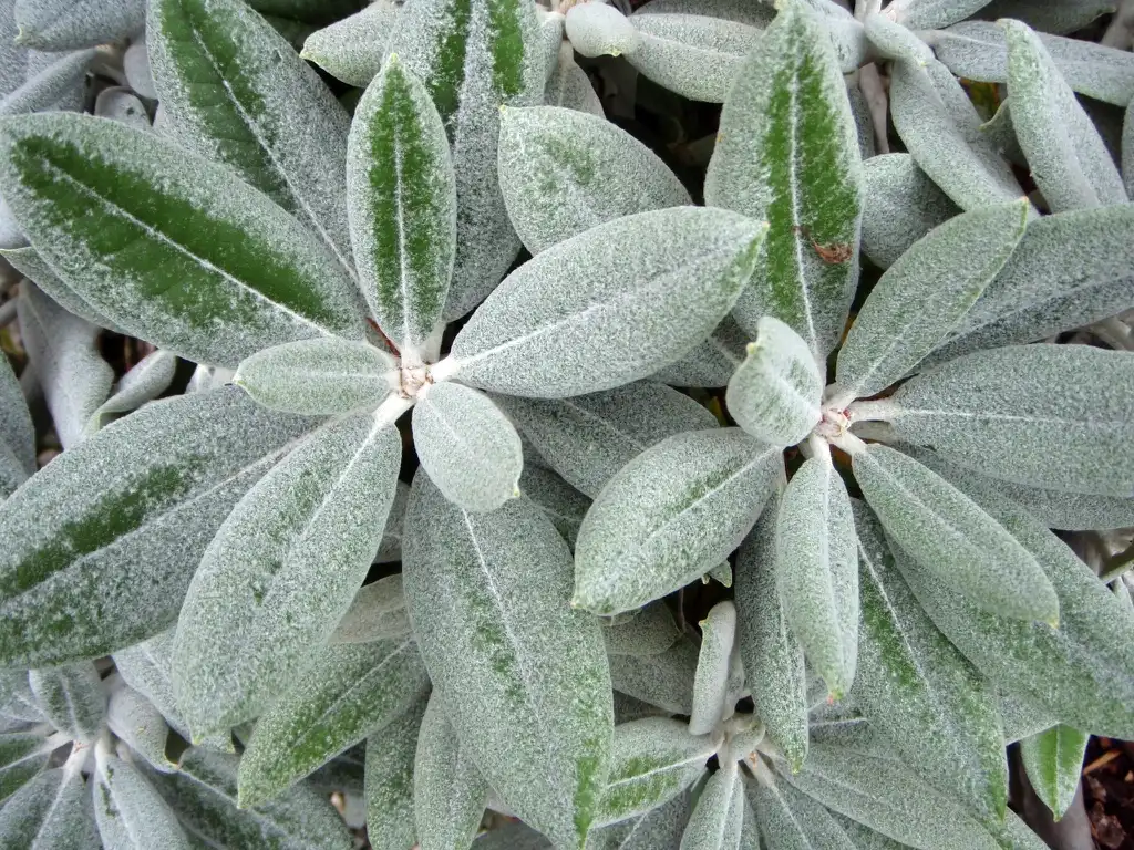 Photo of Rhododendron - 'Golfer' Leaf:Jim Robbins