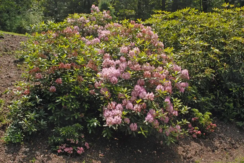 Photo of Rhododendron - 'Maximum' Pink Flower Form (Biltmore, NC):Jim Robbins