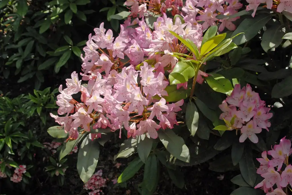 Photo of Rhododendron - 'Maximum' Pink Flower and Leaves Form (Biltmore, NC):Jim Robbins