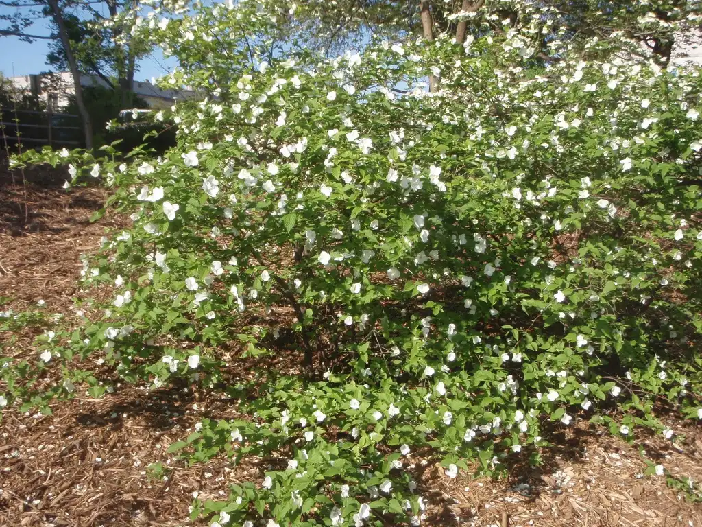 Фото Rhodotypos scandens (Rhodotypos scandenss)