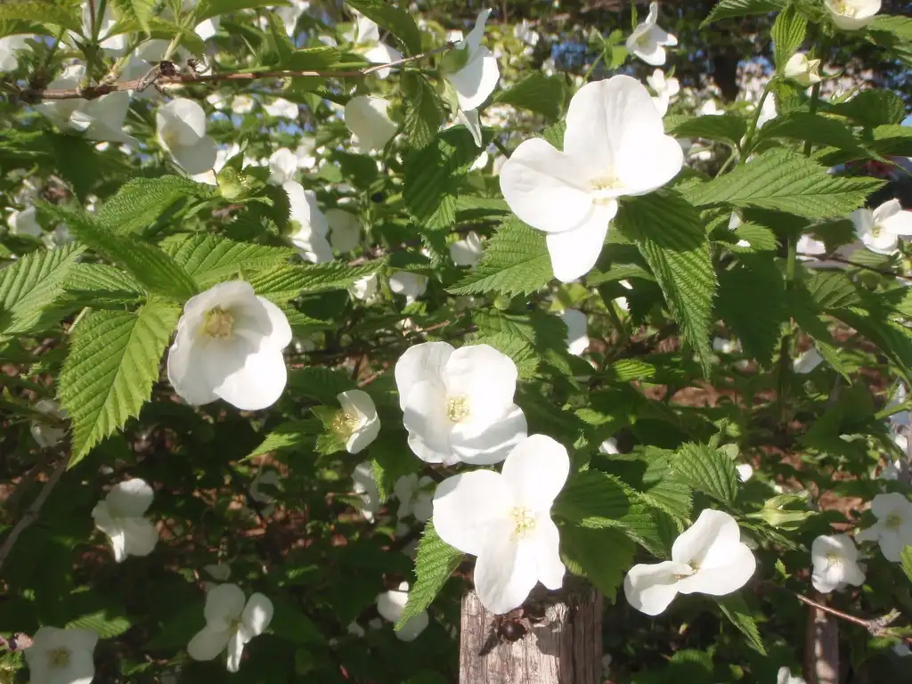 Фото Rhodotypos scandens (Rhodotypos scandenss)