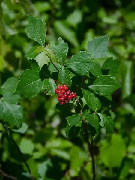 Photo of Rhus aromatica (Rhus aromaticas)
