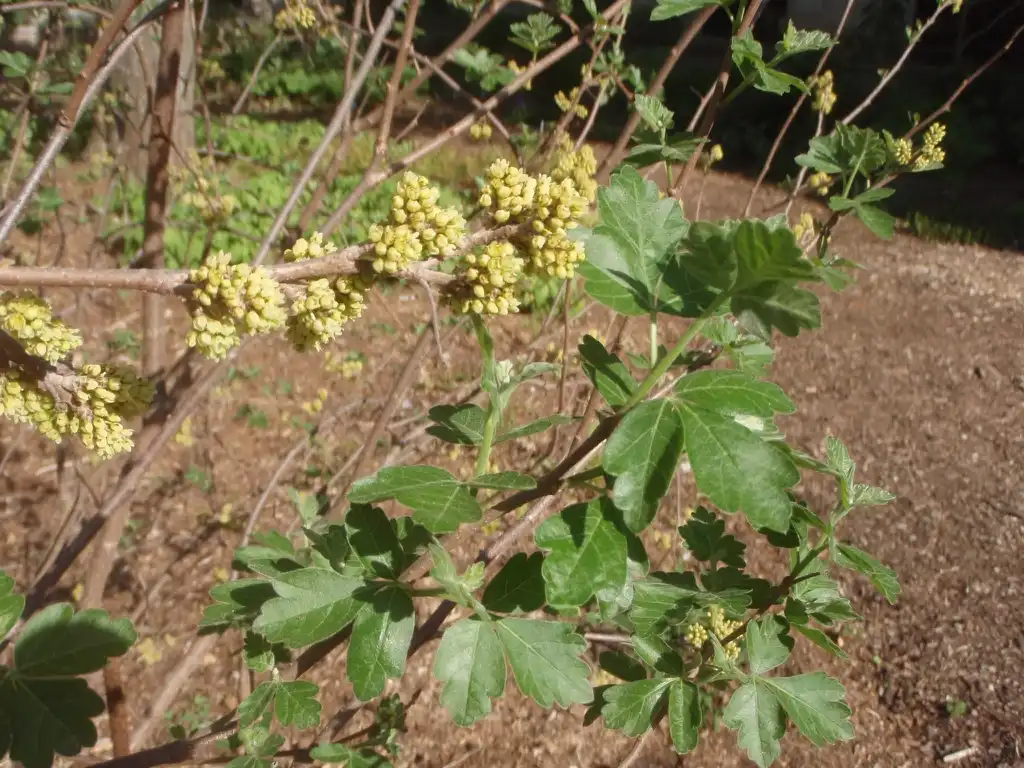 Photo of Rhus aromatica (Rhus aromaticas)