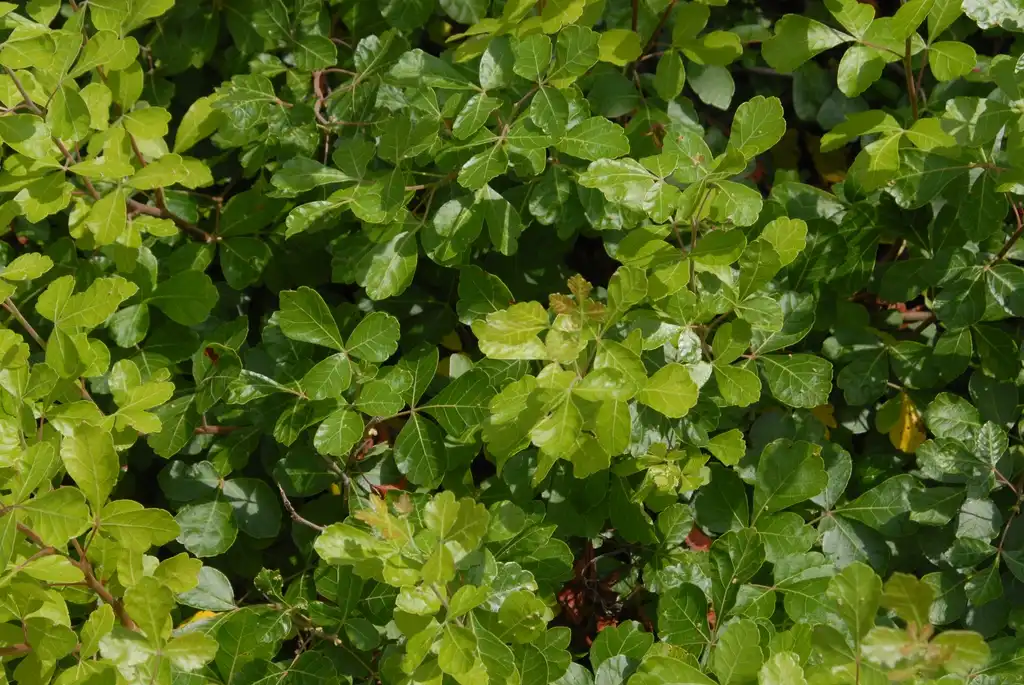 Photo of Rhus aromatica - 'Gro-Low' Leaf:Jim Robbins
