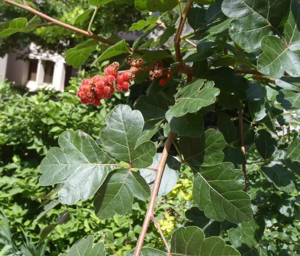 Photo of Rhus aromatica - Fruit and Leaves:Jim Robbins