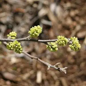 Photo of Rhus aromatica - Flowers:Debbie Roos
