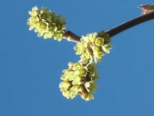 Photo of Rhus aromatica - Flowers of var. trilobata:Andrey Zharkikh