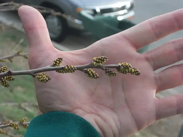 Photo of Rhus aromatica - Stems of var. trilobata:Andrey Zharkikh