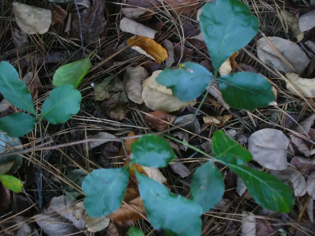 Photo of Rhus aromatica - 'Gro-low' leaves in summer in Moore County, NC:Susan Strine