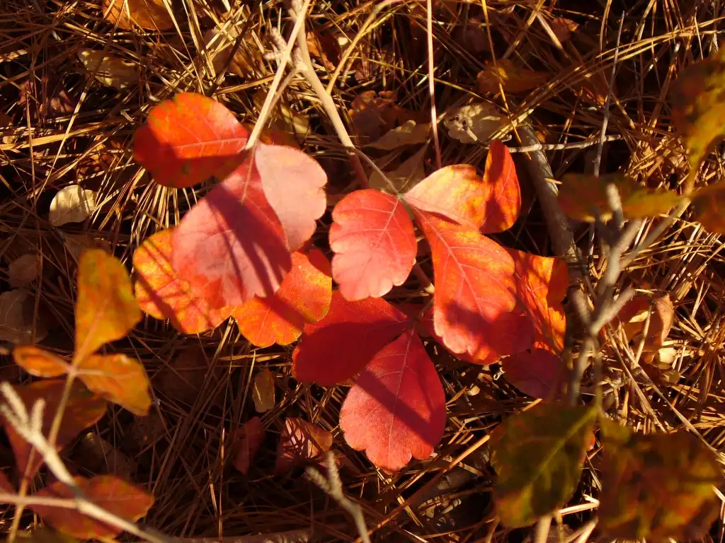 Photo of Rhus aromatica - 'Gro-low' autumn leaves in Moore County, NC:Susan Strine