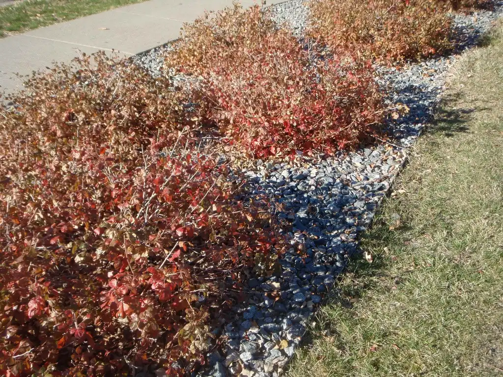 Photo of Rhus aromatica - 'Gro-Low' Fall Form:Jim Robbins