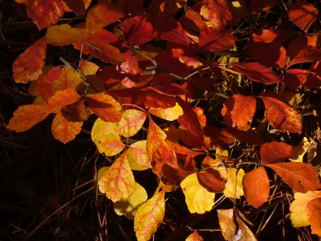 Photo of Rhus aromatica - 'Gro-low' in fall in Moore County, NC:Susan Strine