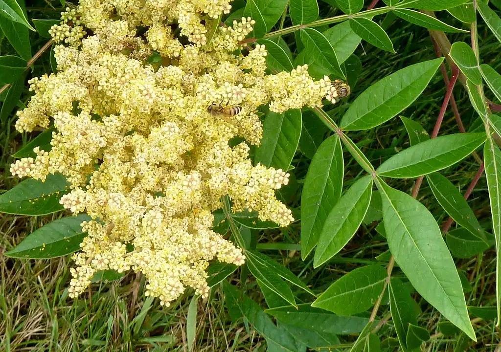 Фото Rhus copallinum (Rhus copallinums)