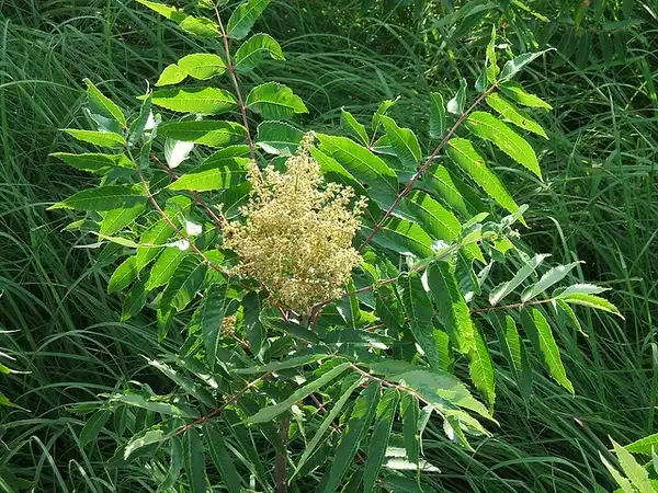 Фото Rhus copallinum (Rhus copallinums)