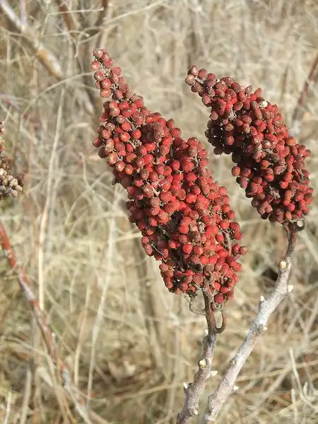 Фото Rhus copallinum - Berries:John Lills
