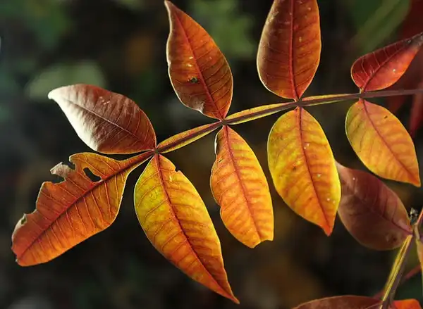 Фото Rhus copallinum - Fall color, pinnately compound leaves:Philip Bouchard