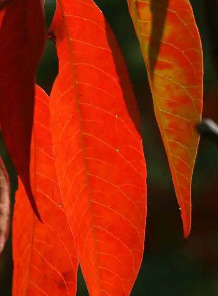 Фото Rhus copallinum - Fall color:Philip Bouchard