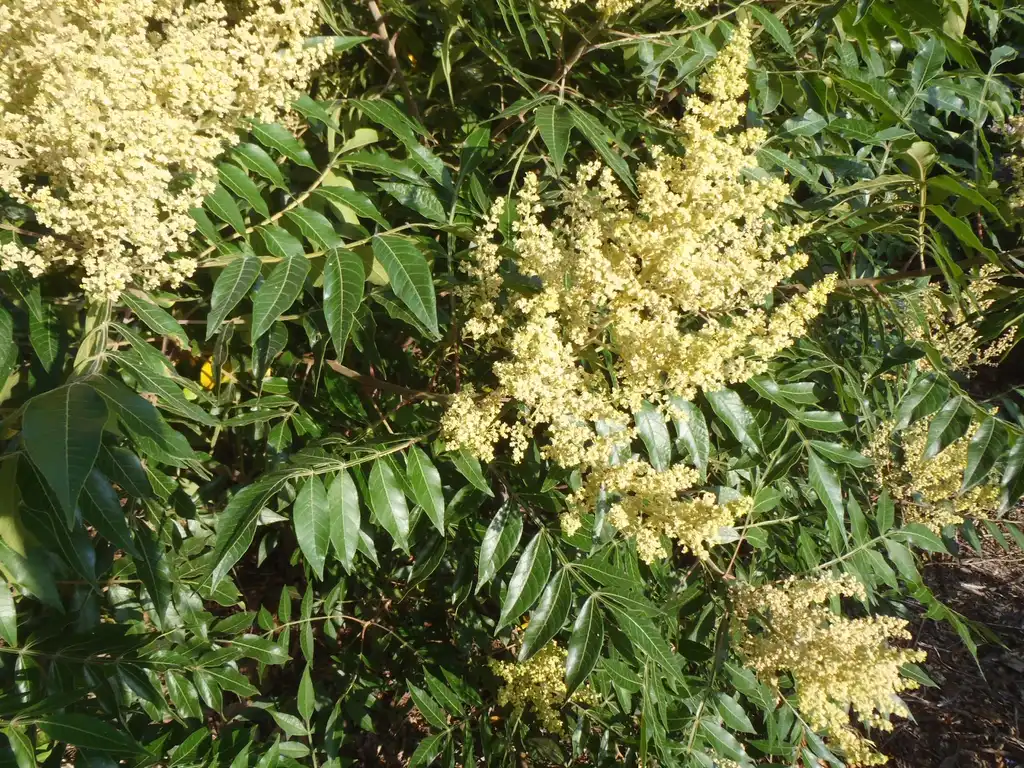 Фото Rhus copallinum - Flower and Leaves Close-up:Jim Robbins