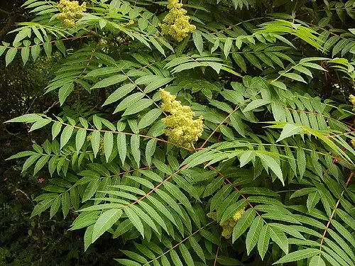 Foto de Rhus glabra (Rhus glabras)