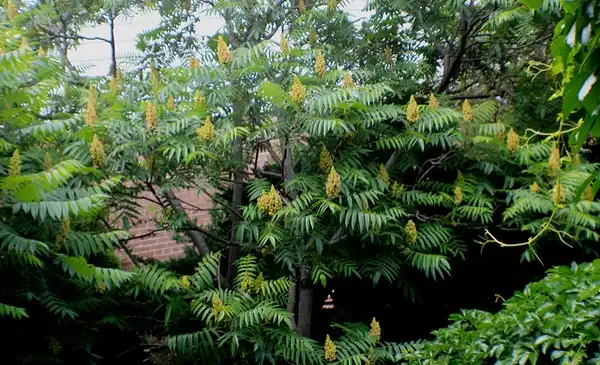Foto de Rhus glabra (Rhus glabras)